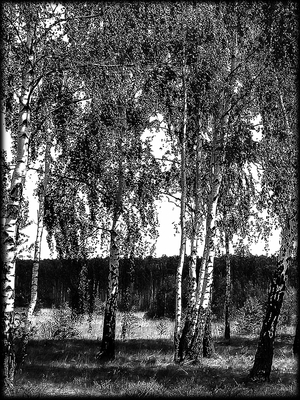 Березы - картинки для гравировки